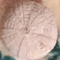 فسیل بسیار قدیمی و بسیار زیبا و جالب