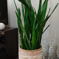 گیاه سانسوریا شمشیری