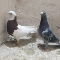 کفتر صید|پرنده|مشهد, رده|دیوار