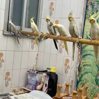 عروس هلندی جوجه و بالغ و جفت|پرنده|سمنان, |دیوار