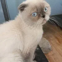 بریتیش نر یک ساله