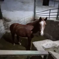 اسب پونی.پرشی مقام دار