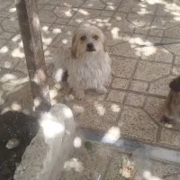 سگ های زیبا نر و ماده