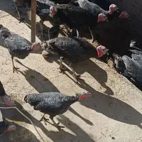 بوقلمون فروش|حیوانات مزرعه|تویسرکان, |دیوار