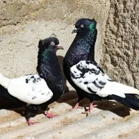 جفت سینه ای