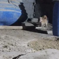 سگ پاکوتاه ماده 8ماهه|سگ|میناب, |دیوار