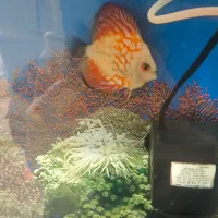 ماهی آکواریوم