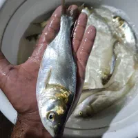 بچه ماهی فتوفاک