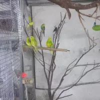 مرغ عشق.عروس هلندی . کوتوله