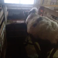 تعداد ۲ راس ورزاکوله ۴ راس لیشه