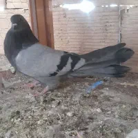 کبوتر اصفهانی