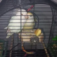 طوطی برزیلی مولد