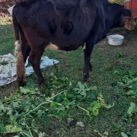 گاو همراه گوساله دورگ  مخصوص خانه دار ۸۵۰۰۰۰|حیوانات مزرعه|شاندرمن, |دیوار