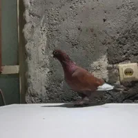 کبوتر مینا سرخ نر|پرنده|زاهدان, |دیوار