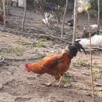 خروس محلی و گلین|حیوانات مزرعه|ساری, |دیوار