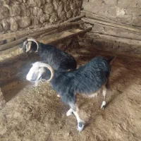 فروش بز چاق