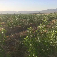 فروش-باغ-پسته-تهاتر-با-آپارتمان