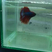 فروشگاه ماهی فایتر