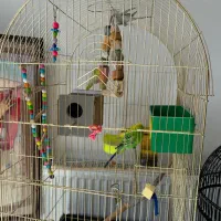 قفس پرنده|لوازم جانبی حیوانات|اصفهان, مهرآباد|دیوار