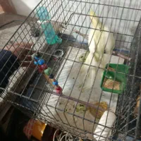 عروس لتینو مولد|پرنده|قم, شهرک مهدیه (مدرس)|دیوار