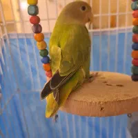 جوجه طوطی برزیلی دوماهه|پرنده|شهریار, شهرک شاهد|دیوار