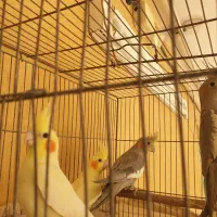 عروس هلندی|پرنده|دزفول, |دیوار