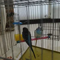 مرغ عشق بالغ