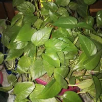 گل های اپارتمانی|گل و گیاه طبیعی|سیرجان, |دیوار