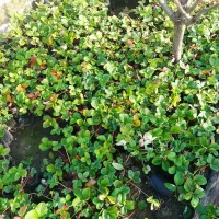 نهال توت فرنگی