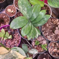 گیاه زامیفولیا ابلغ|گل و گیاه طبیعی|زرند, |دیوار