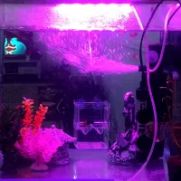 آکواریوم ماهی