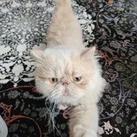 گربه پرشین نر