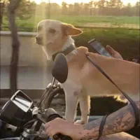 سگ پا کوتاه