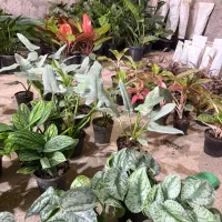 استخدام کارگر گلخانه