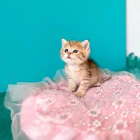 گربه اشرافی و اصیل (مجموعه گربه های میوهاپ)|گربه|کیش, |دیوار