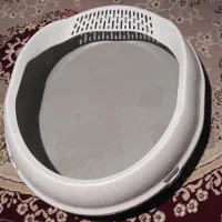 ظرف خاک گربه|گربه|قم, چهل درخت|دیوار