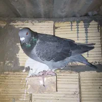 کوبوترپلاکی ماده|پرنده|شاهین‌شهر, شهرک هشت بهشت|دیوار