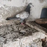 کبوتر پرشی|پرنده|گنبد کاووس, |دیوار