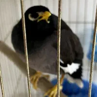 مینا.عروس.مرغ عشق با جوجه