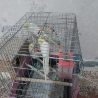 عروس هلندی بالغ|پرنده|نسیمشهر, |دیوار