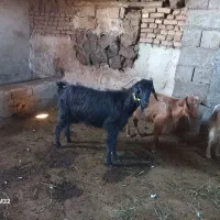 بز پیر