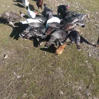 فروش بوقلمومحلی|حیوانات مزرعه|سراب, |دیوار