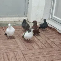 کفتر پرشی|پرنده|جوین, |دیوار