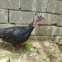 سه عدد بوقلمون آمریکایی ماده