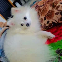 سگ گمشده پامر|حیوانات|بابل, |دیوار