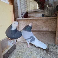 کبوتر پرشی|حیوانات|کاشان, فاز ۲ ناجی آباد|دیوار