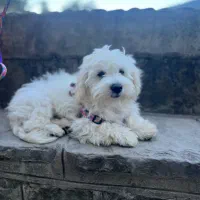 واگذاری سگ تریر نر|سگ|رشت, پل تالشان|دیوار