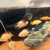 اکواریم با تمامی وسایل|ماهی|اردبیل, |دیوار