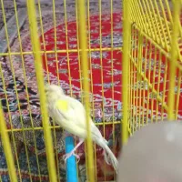 نروماده|پرنده|ساوه, |دیوار