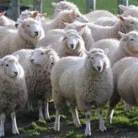 جشنواره گوسفند زنده فقط کیلویی۳۰۰ تا پایان امروز